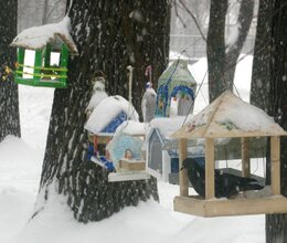 ЛУЧШАЯ СТОЛОВАЯ ДЛЯ ПТИЦ