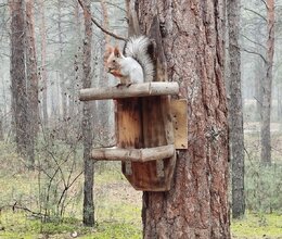 Прогулка в Минусинском бору 
