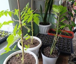 Цветочное волшебство