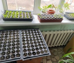 Цветочное волшебство