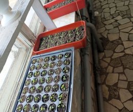 Цветочное волшебство