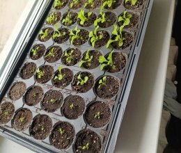 Цветочное волшебство