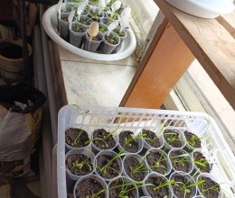 Цветочное волшебство