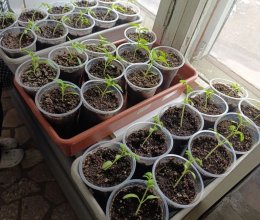 Цветочное волшебство