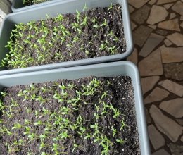 Цветочное волшебство