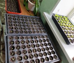 Цветочное волшебство